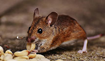 24 Hour & Emergency Exterminators in Farmingdale, NY